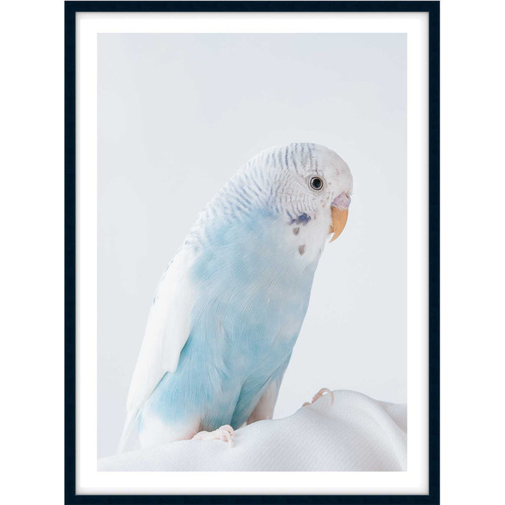 Blue Budgie