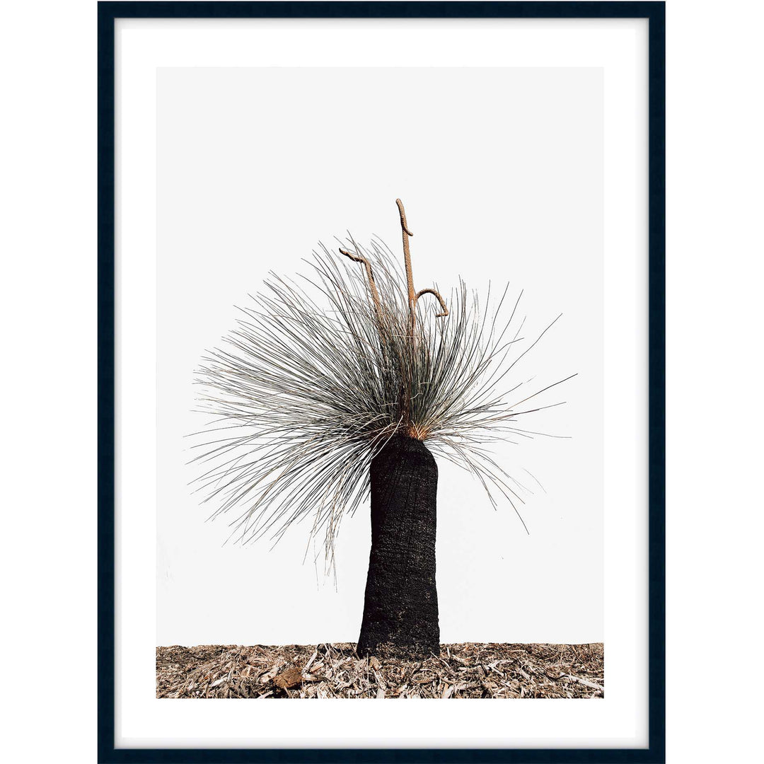 Xanthorrhoea Australis