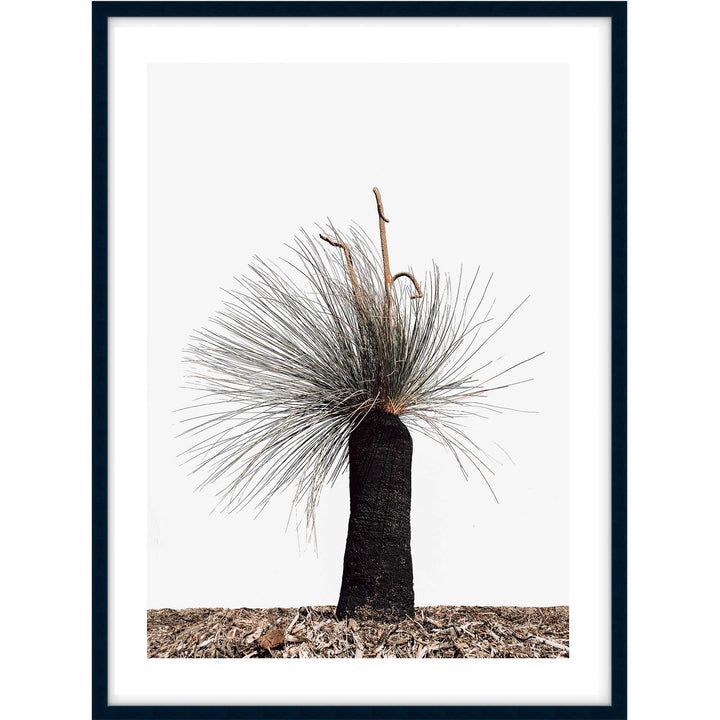 Xanthorrhoea Australis