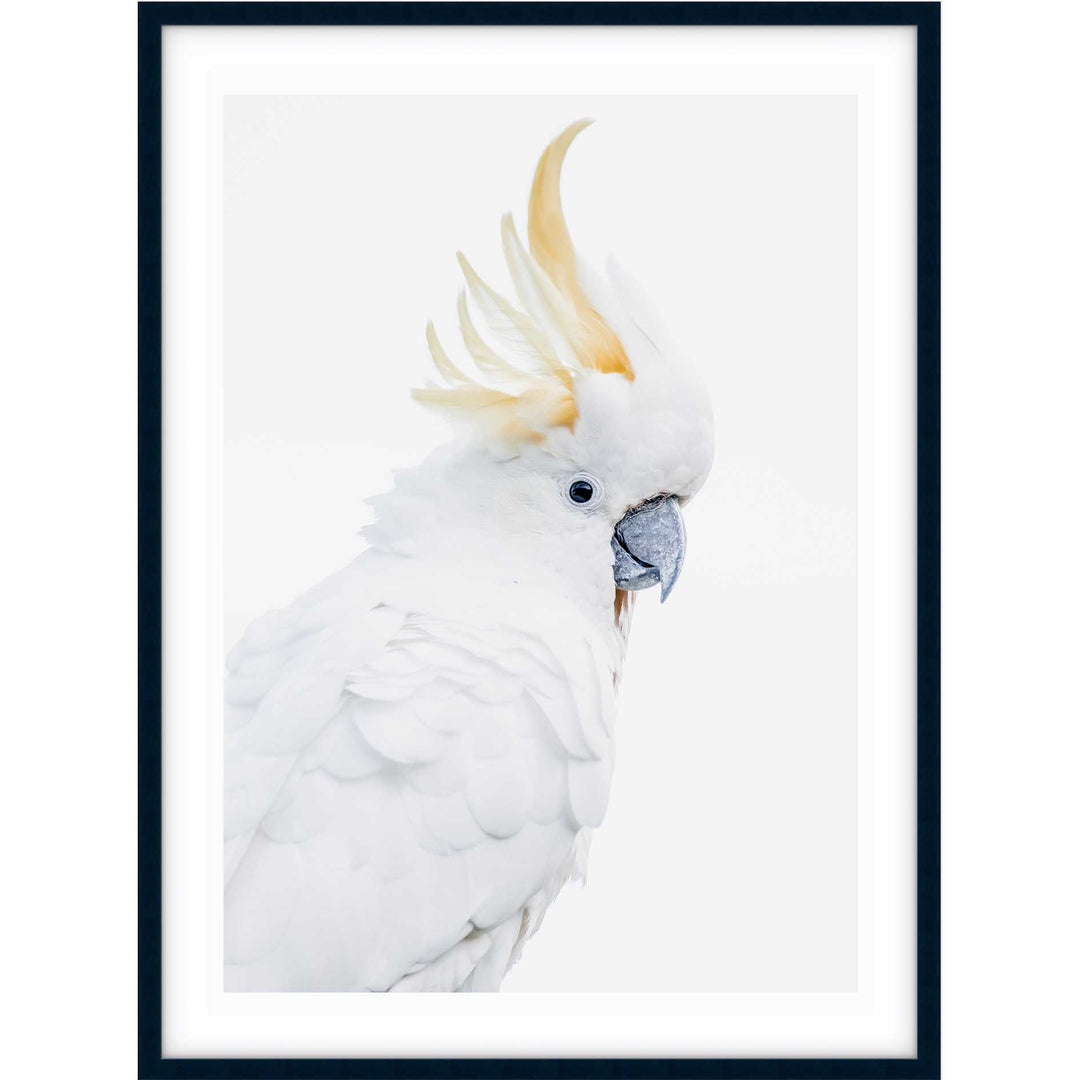 White Cockatoo