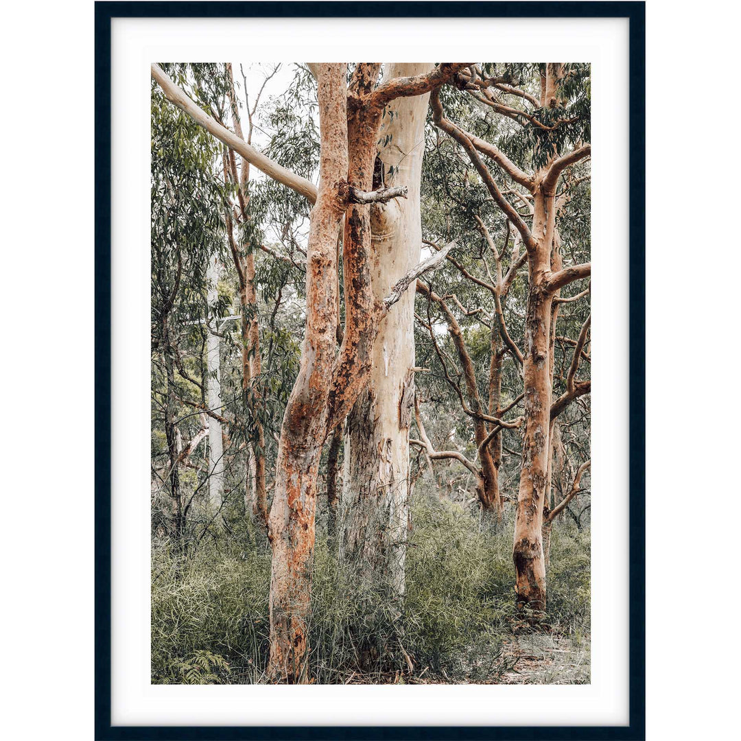 Red Gums - Port Stephens