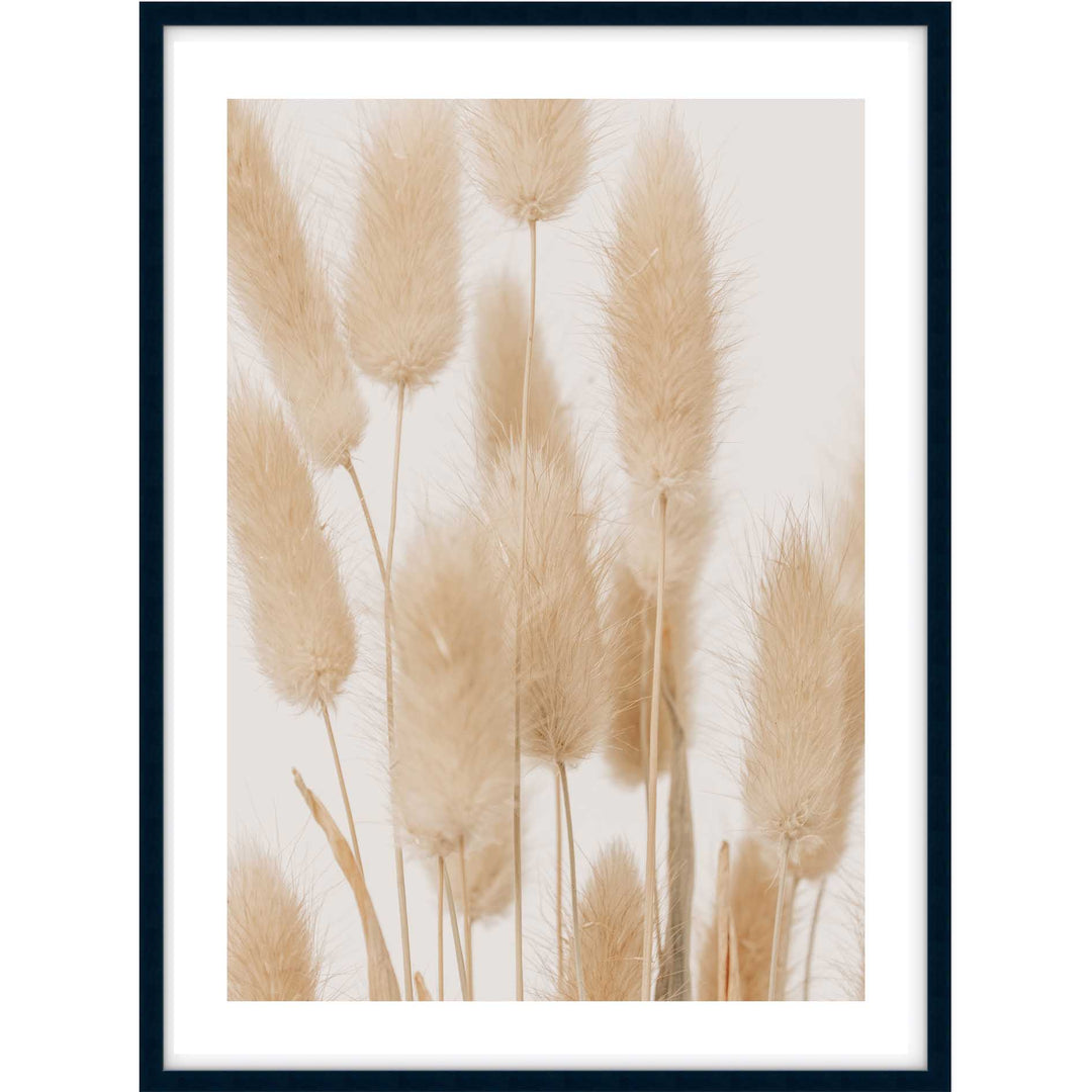 Bunny Tail Grass II