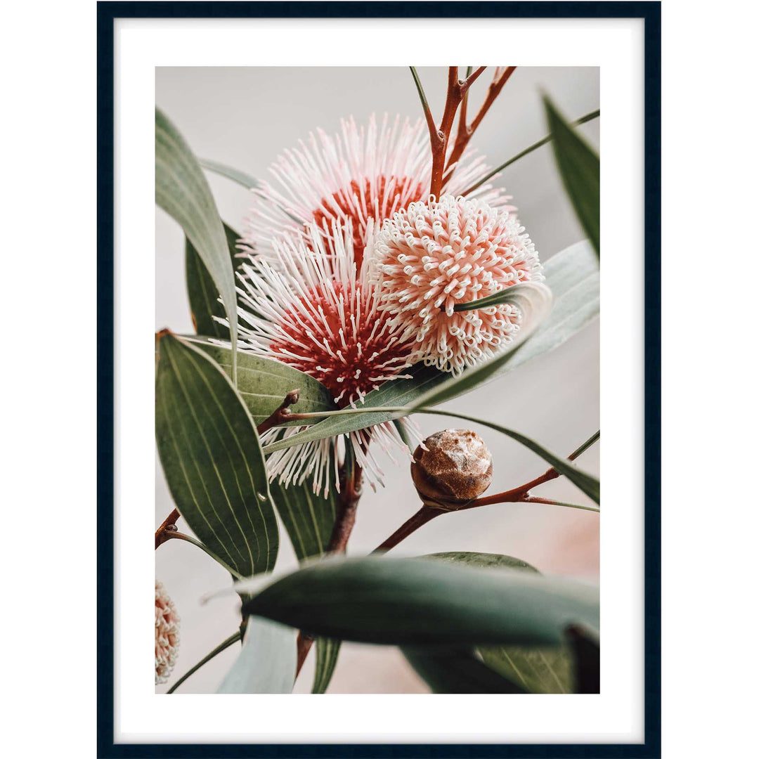 Hakea Laurina
