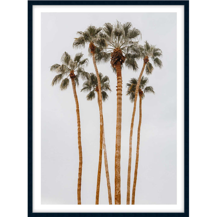 Californian Tall Palms