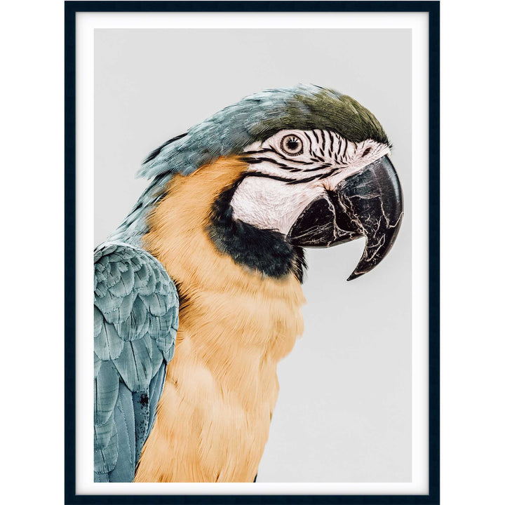 Gizmo no.1
