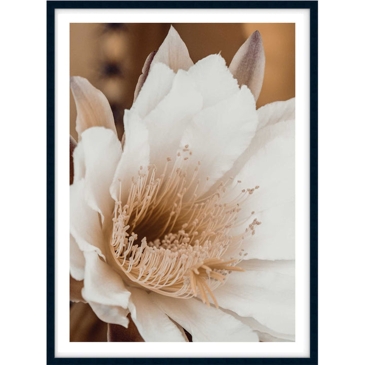 Cactus Flower I