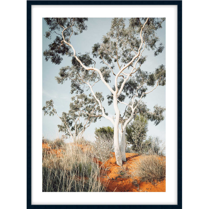 The Pilbara Gumtree- Western Australia