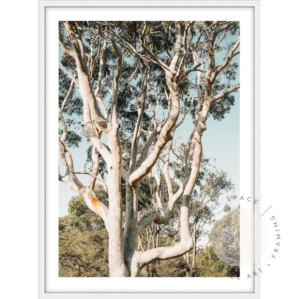 Bush Ballet A4 (21cm x 29.7cm) / White Posters Prints & Visual Artwork