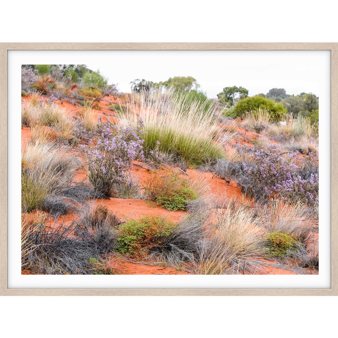 Desert Spinifex Grass Uluru