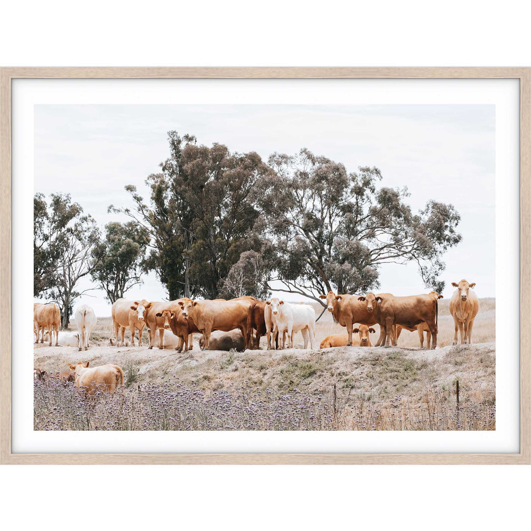 Country Cattle II
