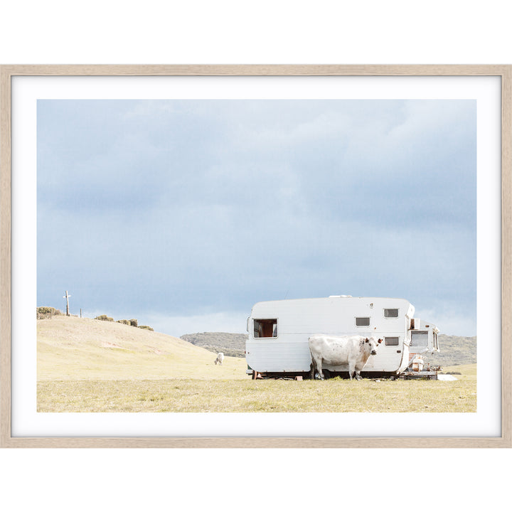 Cow & Caravan - Country Victoria