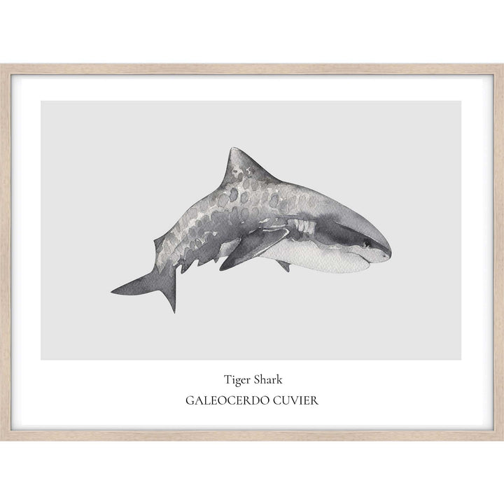 Tiger Shark