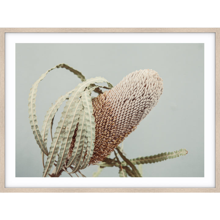 Banksia On Green no.1