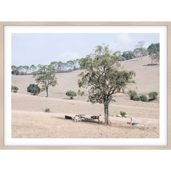 Getting Shade - The Hunter Valley