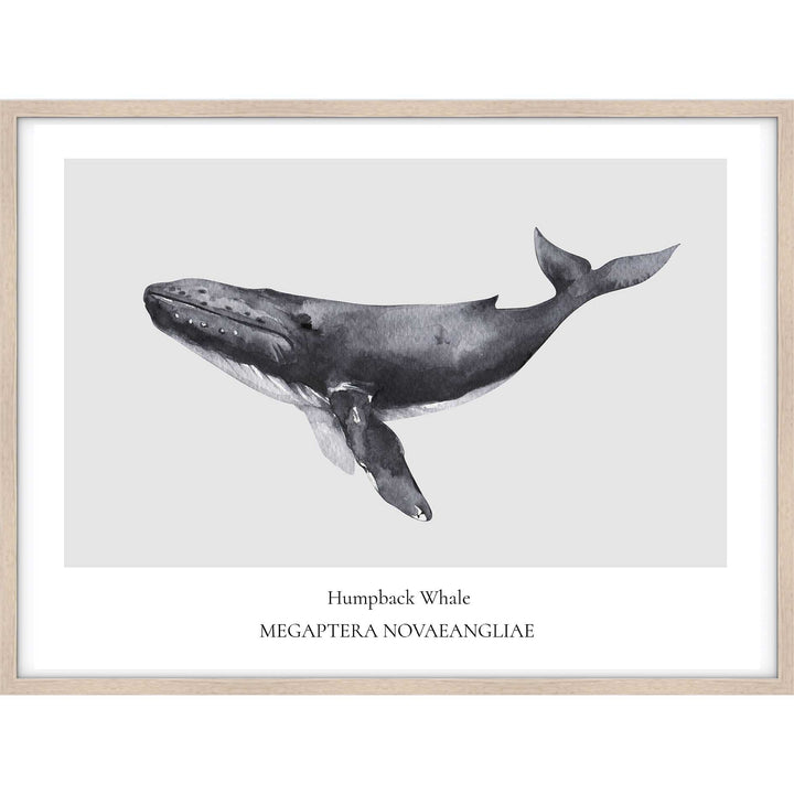 Humpback Whale