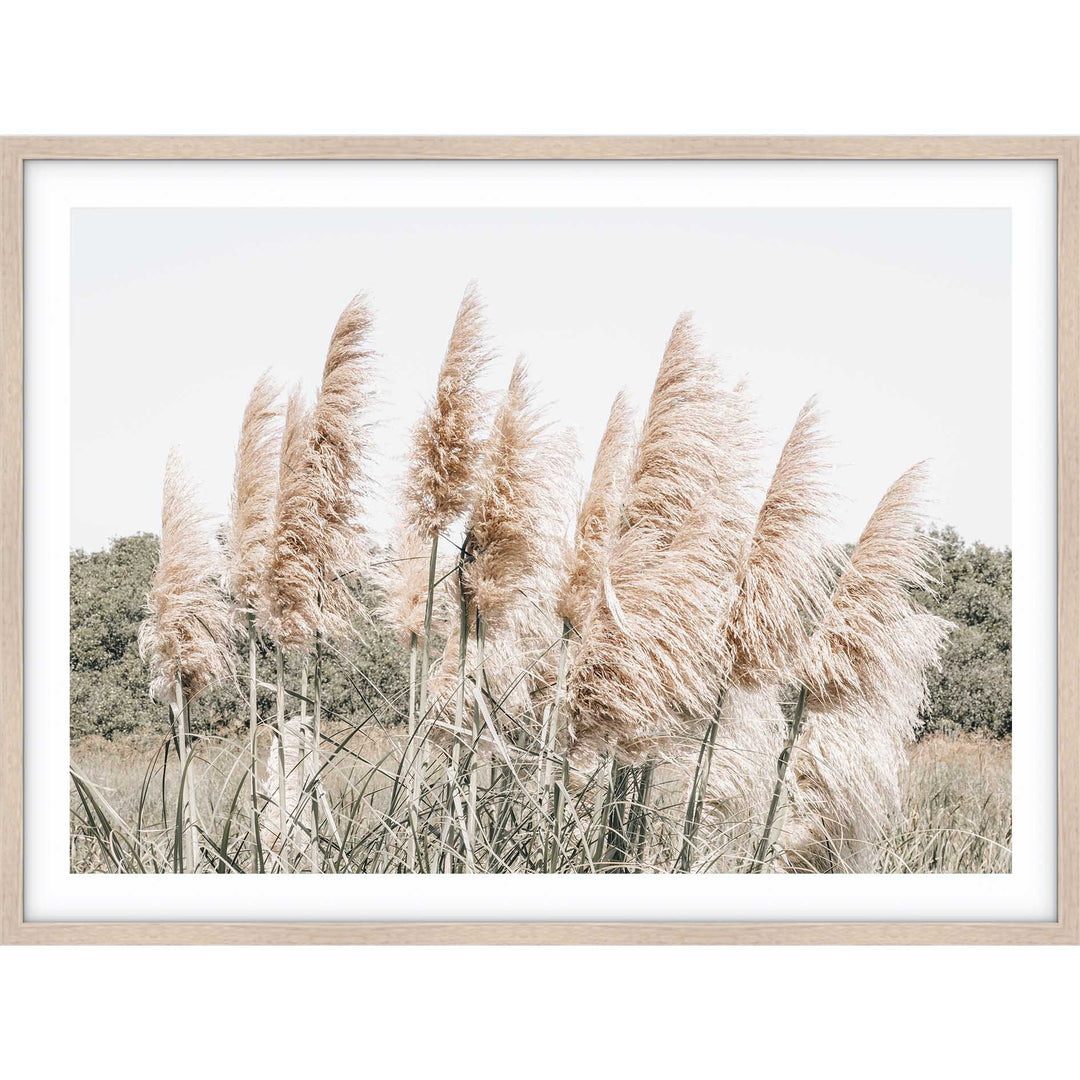 Pampas Grass no.5