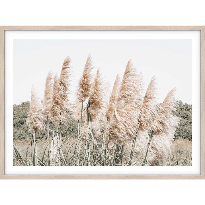 Pampas Grass no.5