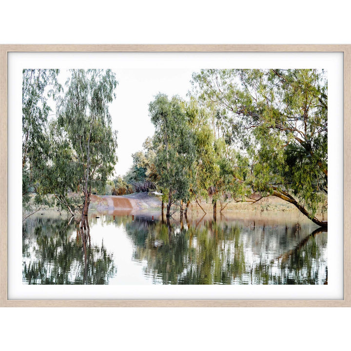 The Darling River Gum Trees II