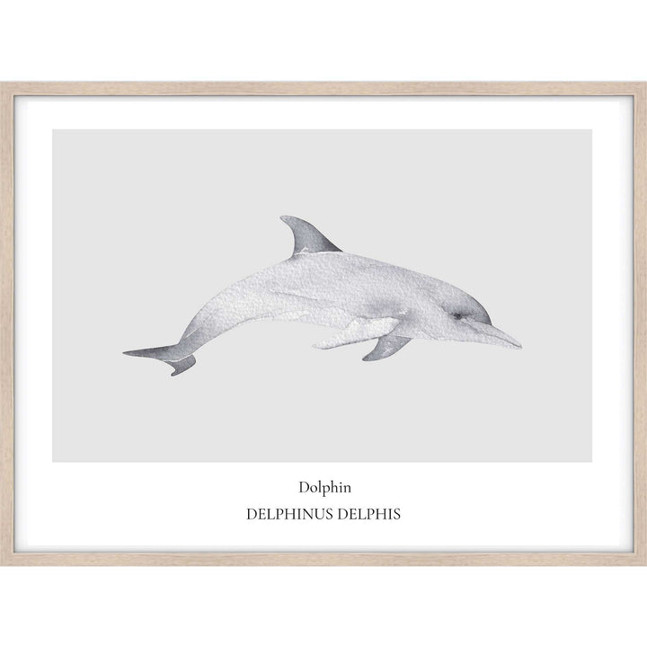 Dolphin