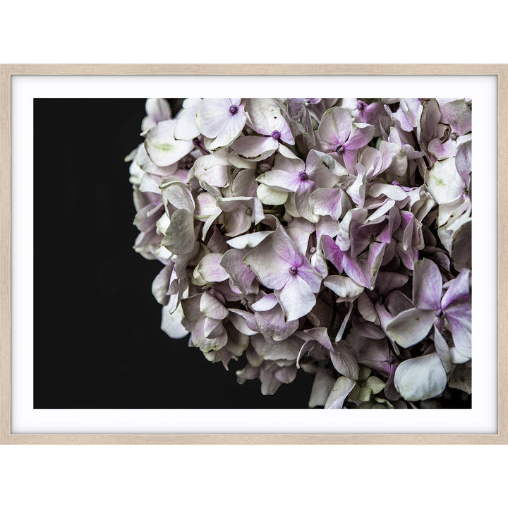 Hydrangea I