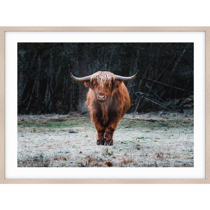 Wild Highland III