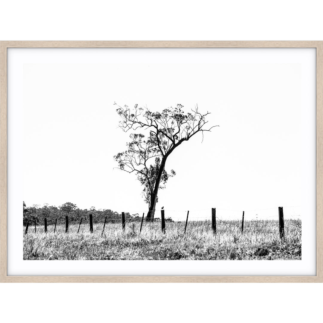 Outback no.2 - Black & White - The Hunter Valley
