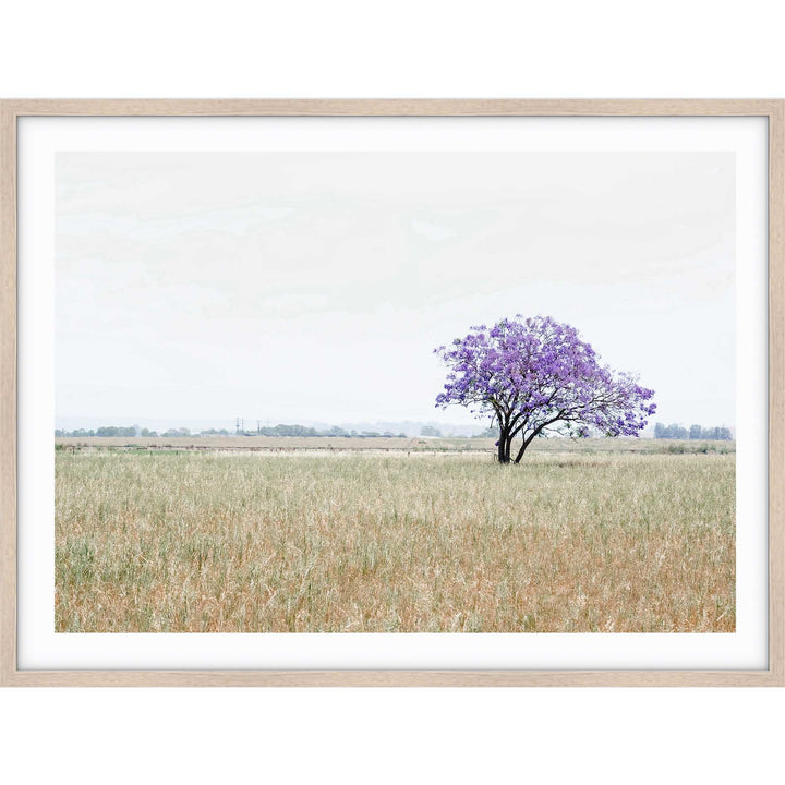The Lonely Jacaranda II