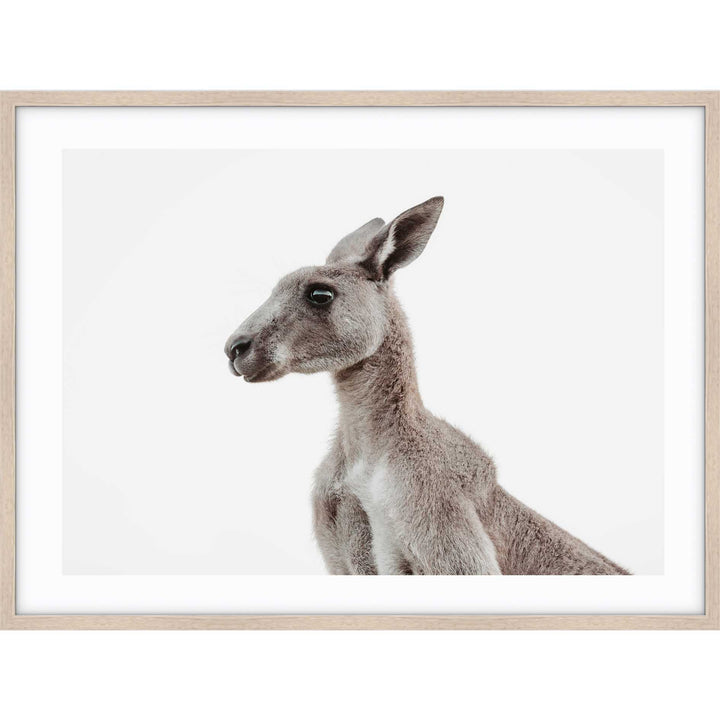 Grey Roo