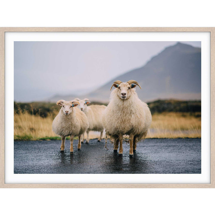 Icelandic Goats