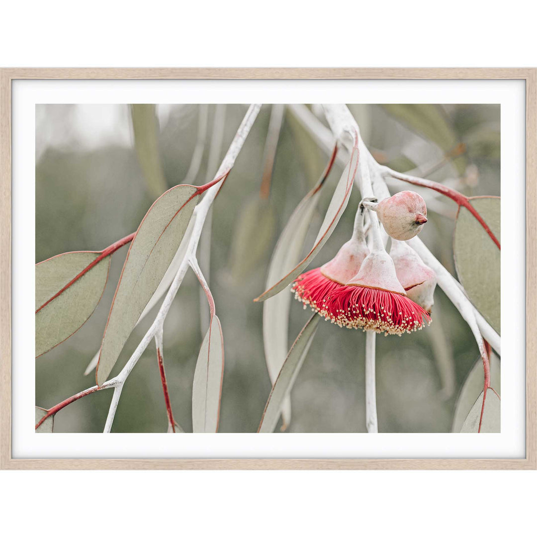 Red Eucalyptus Blossom III