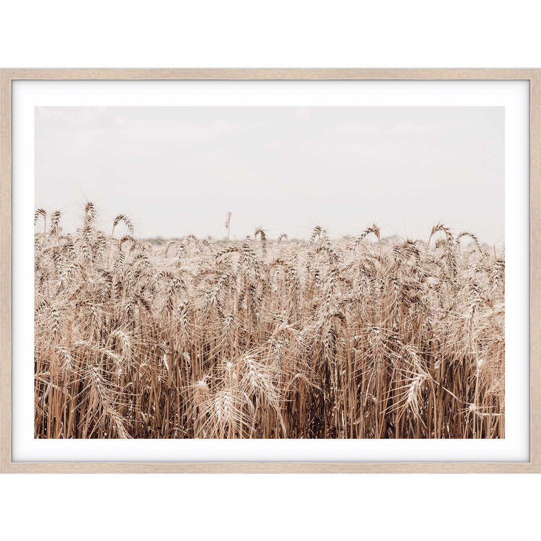 Wheat Farm III
