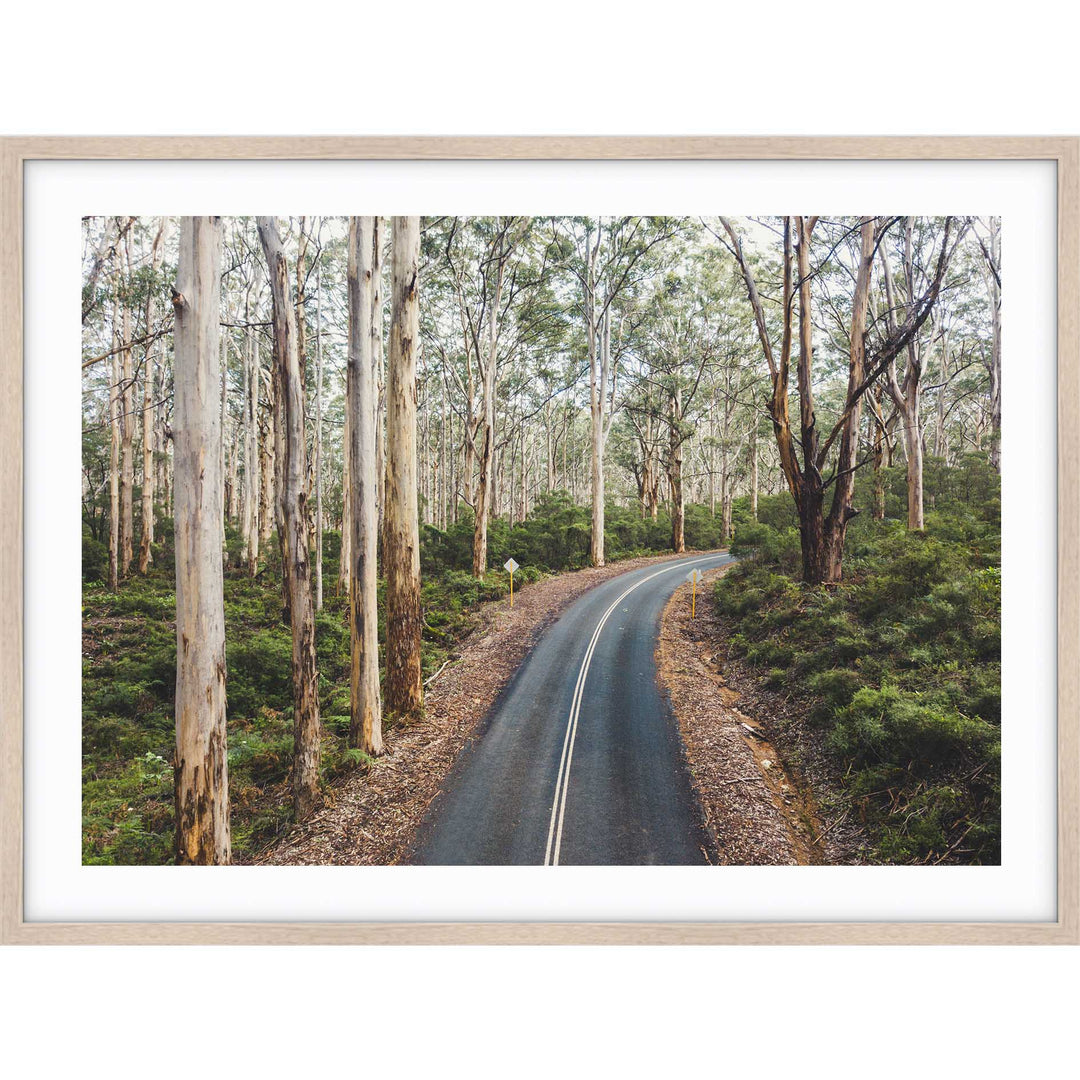 Boranup Forest - Western Australia