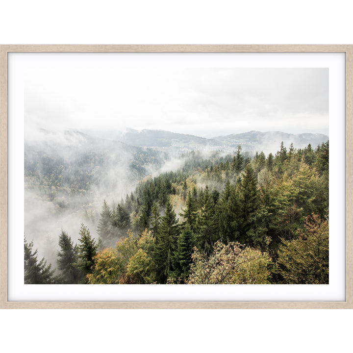 Misty Forest - Tasmania