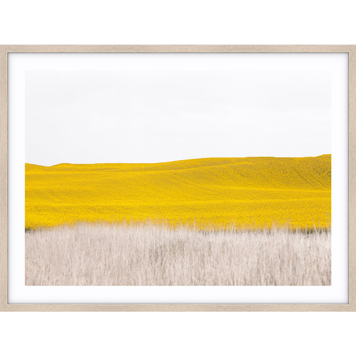 Canola II - Country Victoria