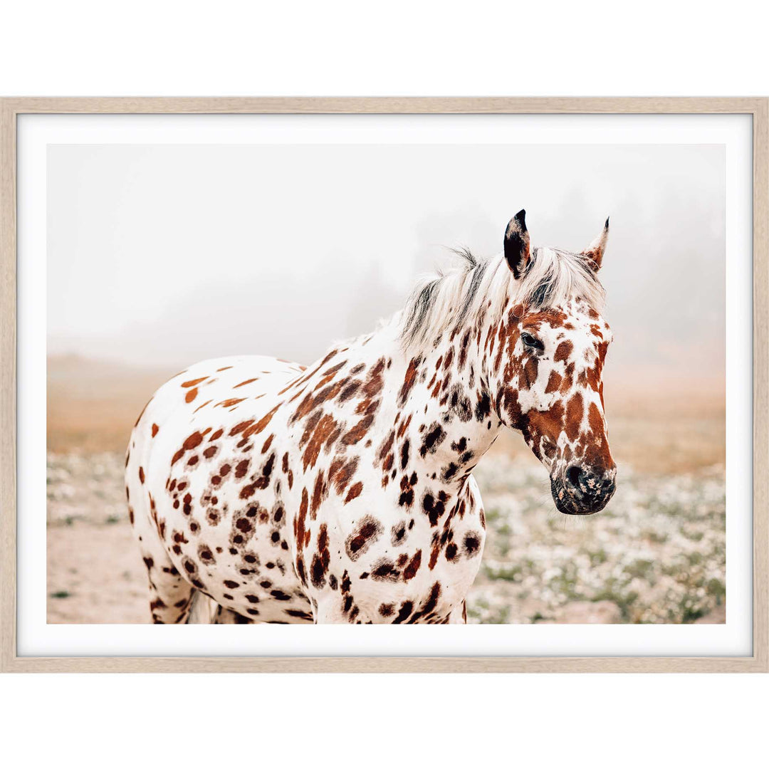 Spotty Horse