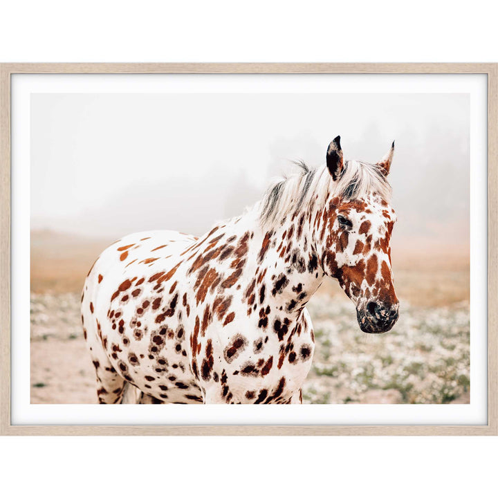 Spotty Horse