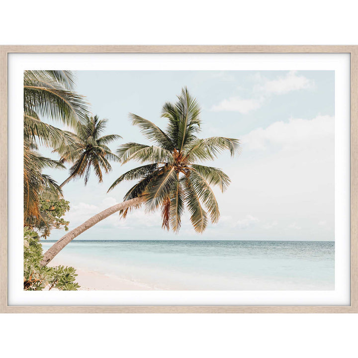 Maldive Palms II