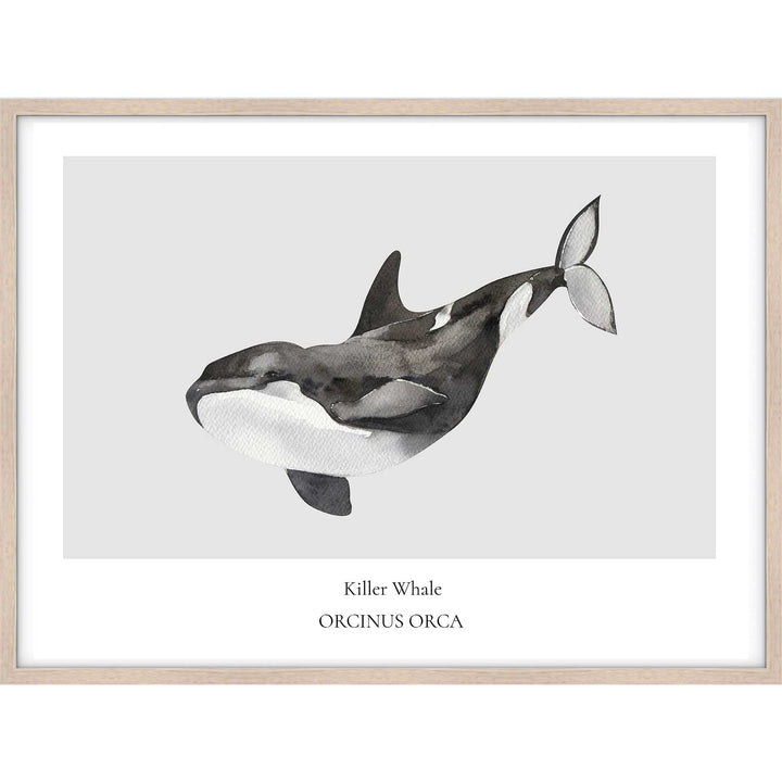 Killer Whale