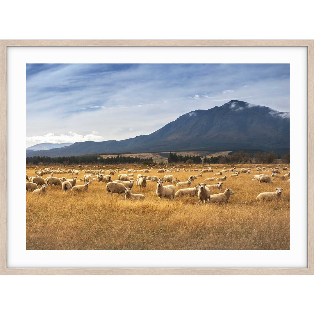 Sheep - New Zealand