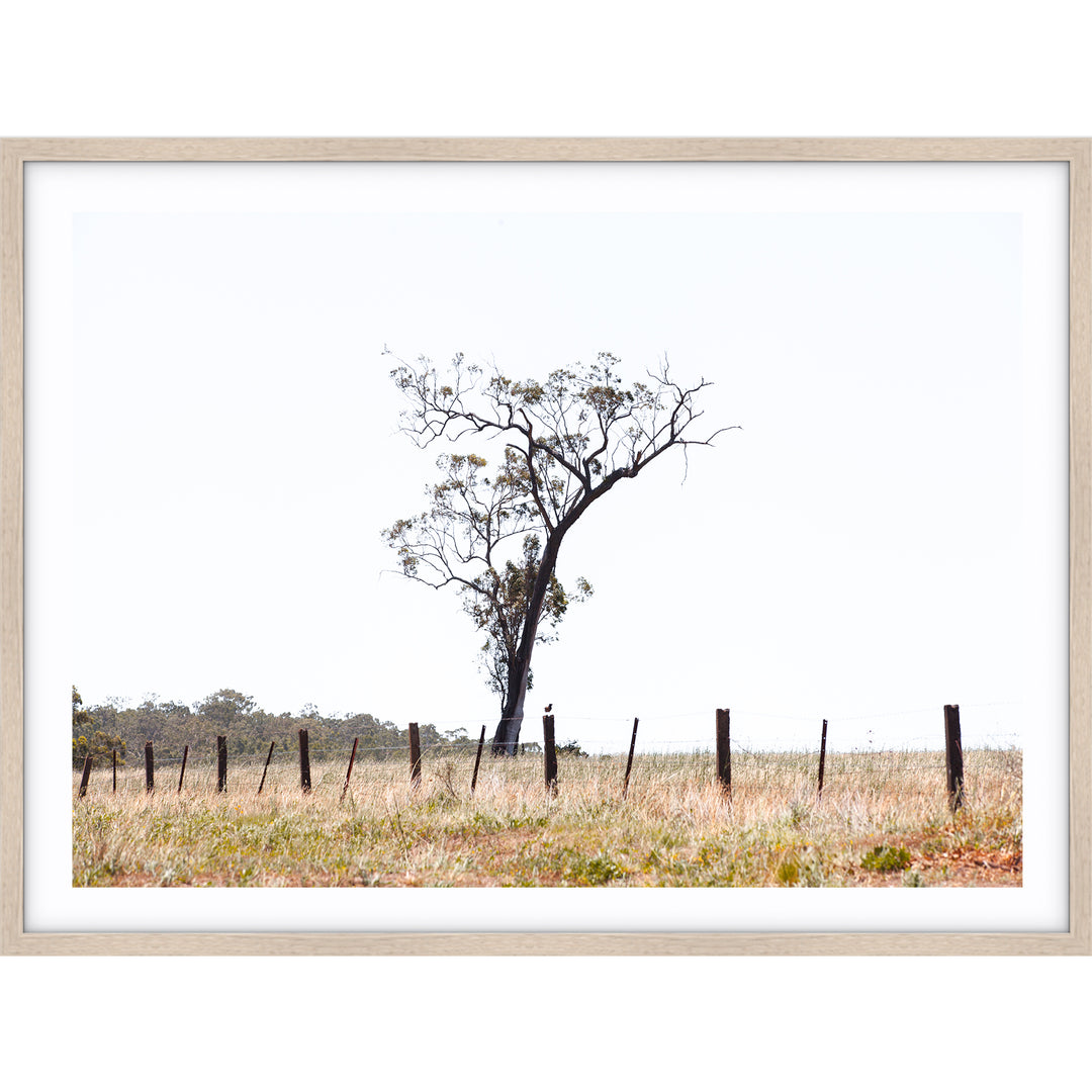Outback no.2 - The Hunter Valley