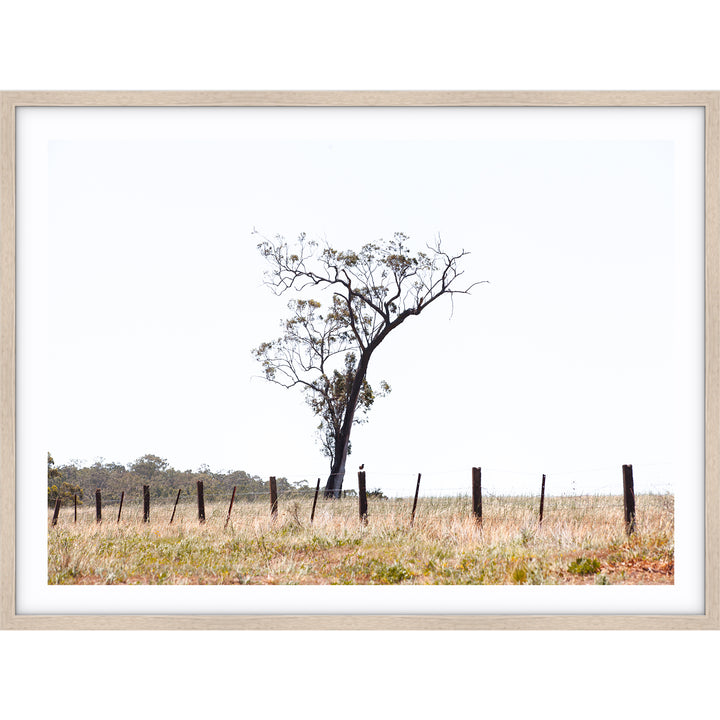 Outback no.2 - The Hunter Valley