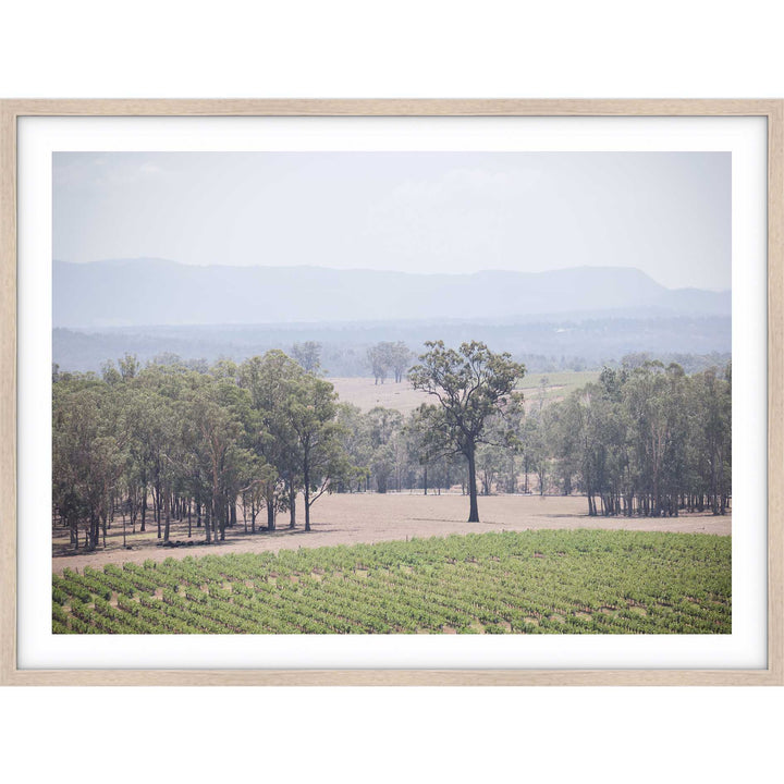 The Hunter Valley Vineyards