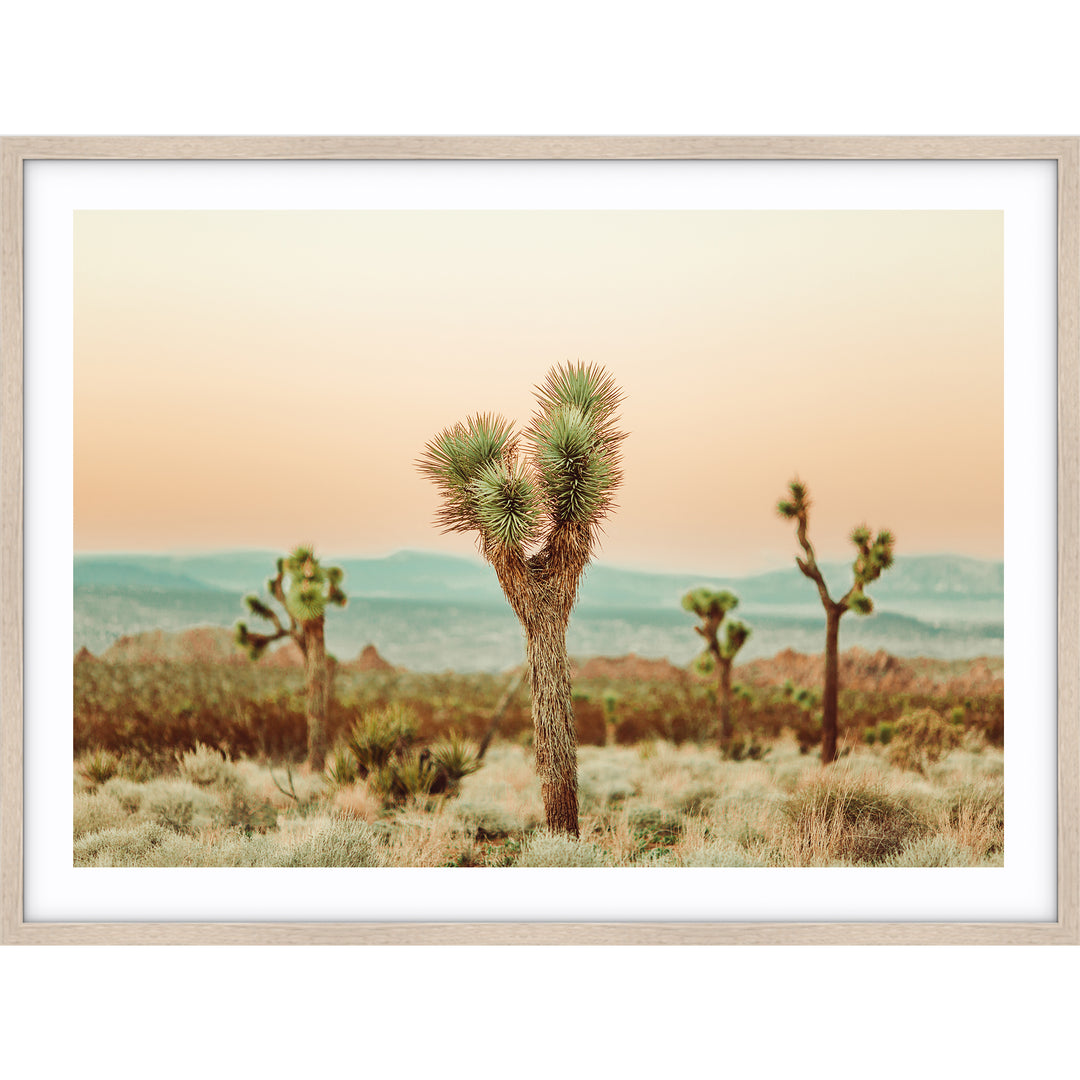 Joshua Tree no.2