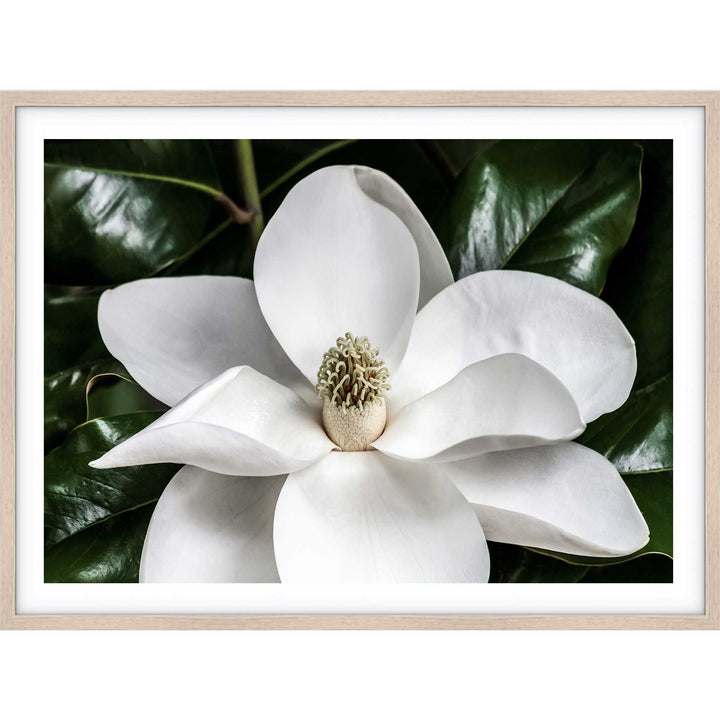 White Magnolia