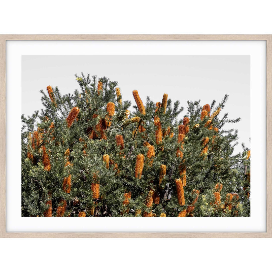 Wild Banksia II