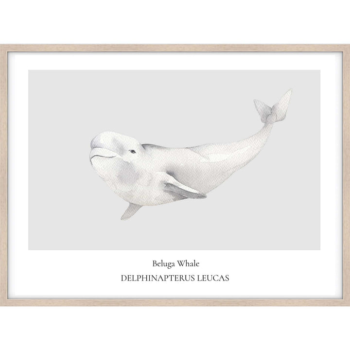 Beluga Whale