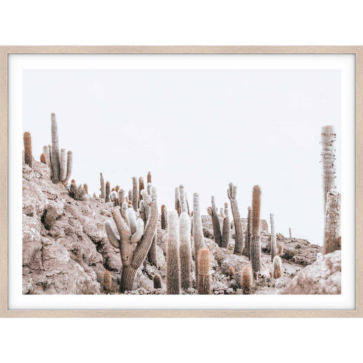 Cactus Island - Bolivia