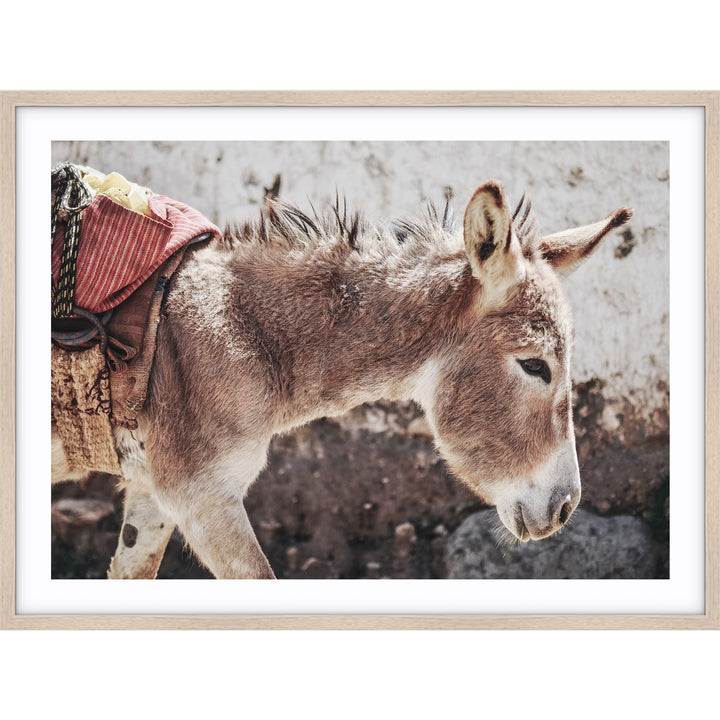 Mr Donkey