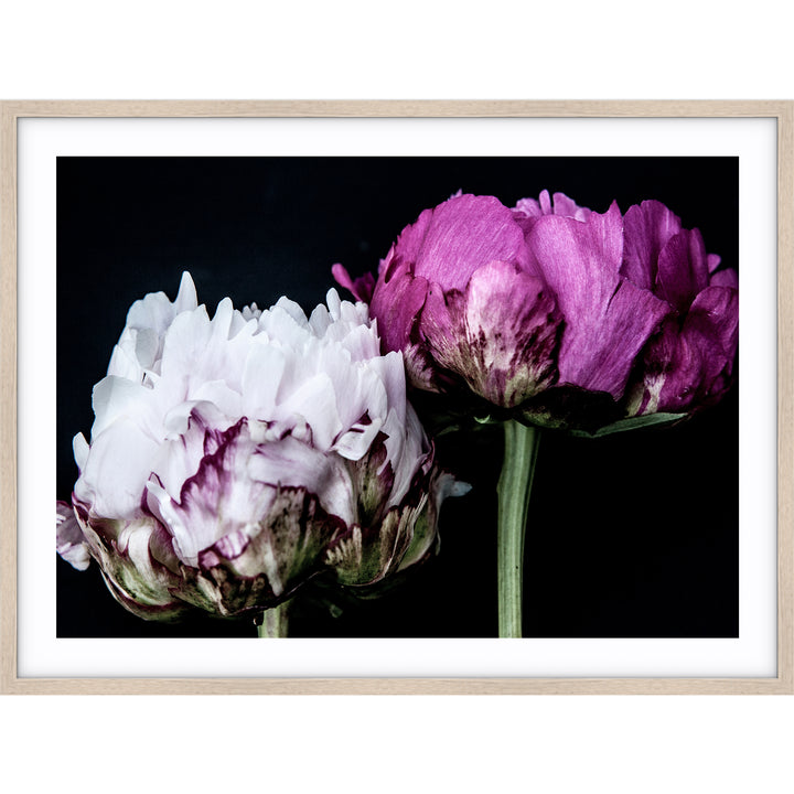 Peony Pair