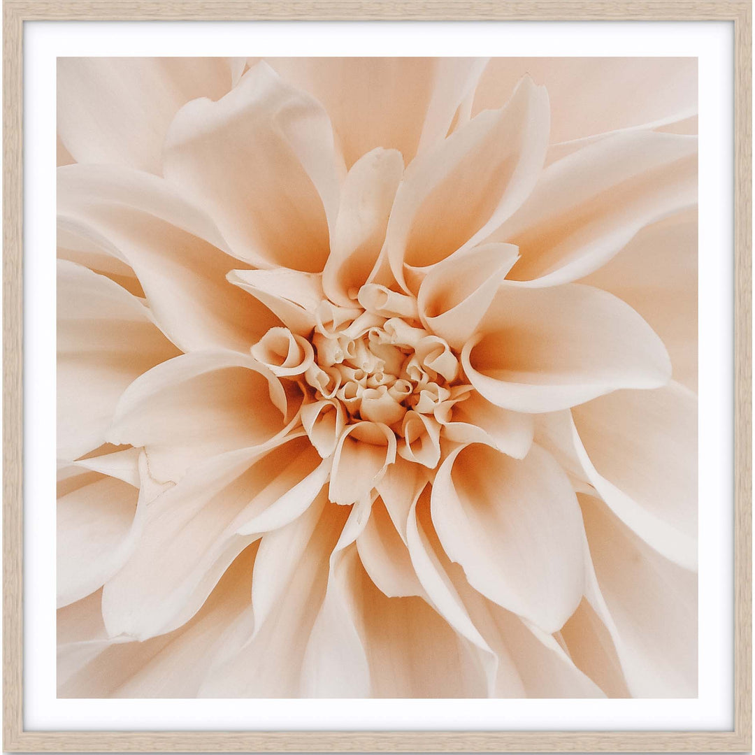 Peach Dahlia - SQUARE